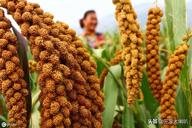 今年想种小杂粮？10多种杂粮种植时间大汇总，快来收藏！