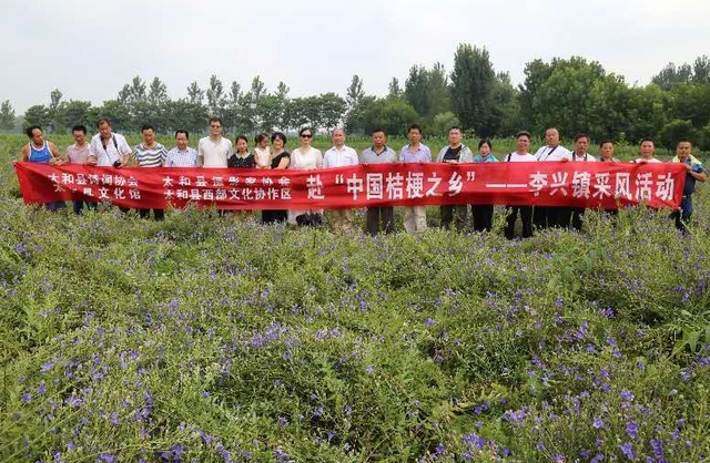 阜阳一7万人的小镇，靠种植桔梗发家致富，现已位列全国名镇榜单