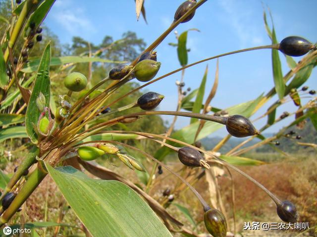 今年想种小杂粮？10多种杂粮种植时间大汇总，快来收藏！