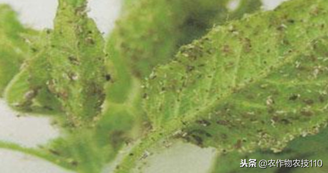 芝麻高产种植技术要点（实用）