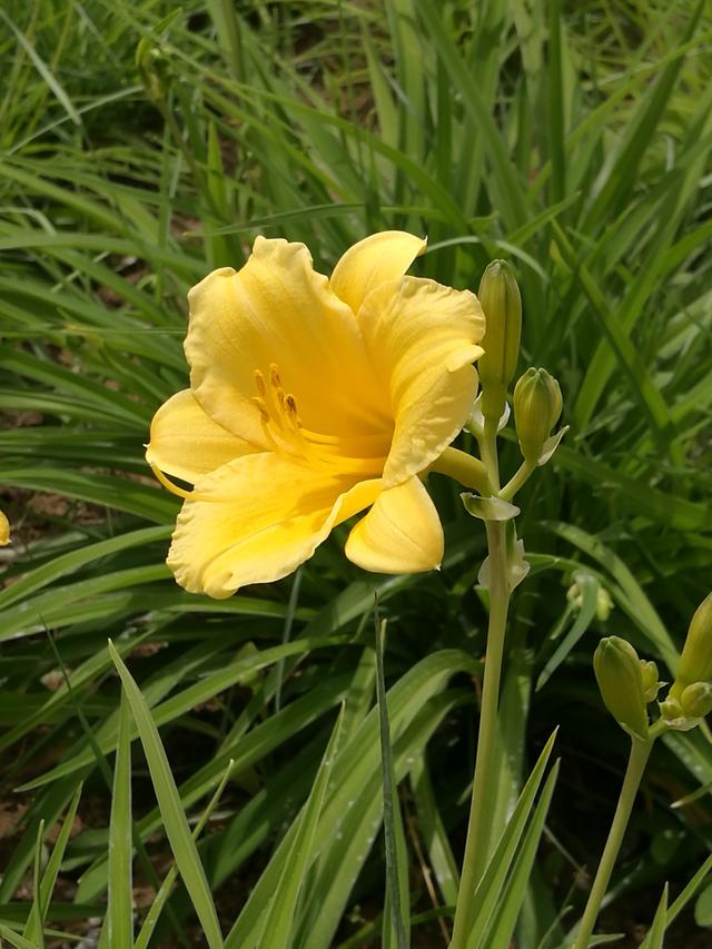 白银园林花卉一一金娃娃萱草