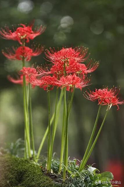 彼岸花种植技巧