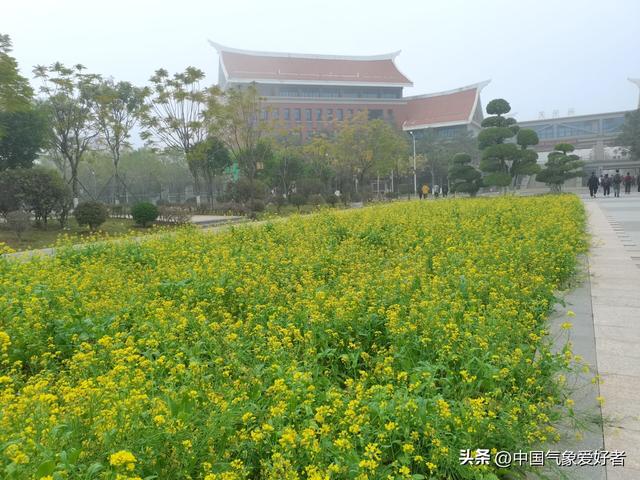 南方多地油菜花盛开，今年气候要提前了？分析：气候趋势无疑确定