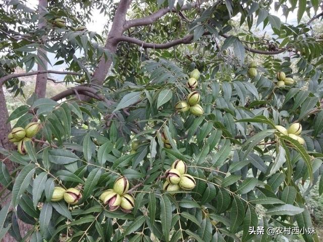 碧根果种植如何实现高产？碧根果的高产种植技术