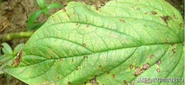 芝麻高产种植技术要点（实用）