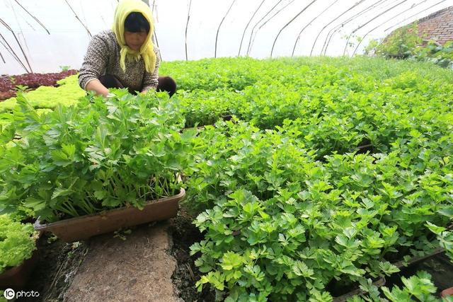 冬天也可以种芹菜？种植技术用对了，每亩稳定收入5000元