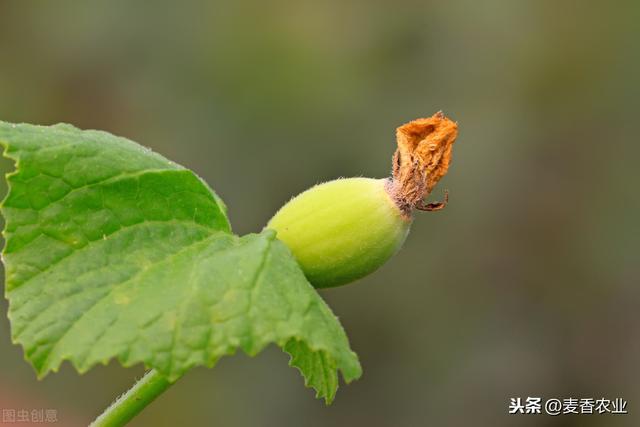 甜瓜春夏季设施栽培高产优质技术，不论哪个步骤，都需要多加注意