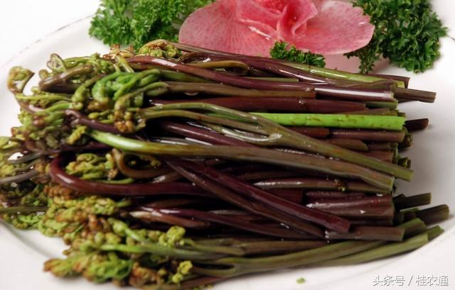 广西有这么多种遍地野生野长的特色野菜，你吃过了多少种？