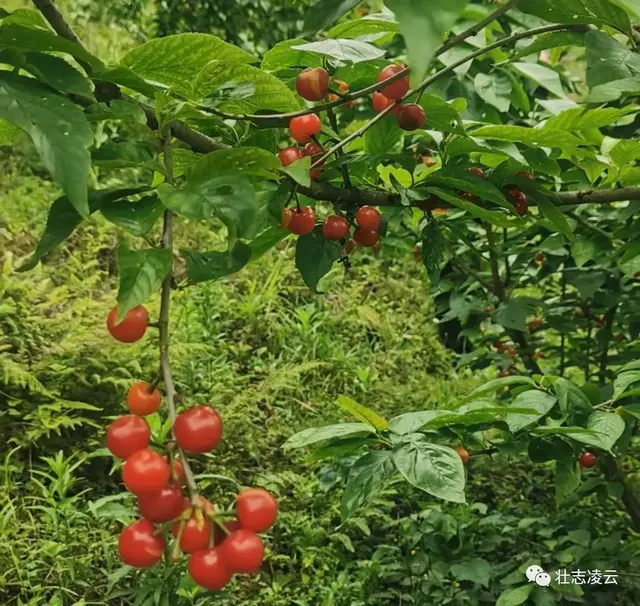 樱桃在凌云玉洪试种成功，为桂西地区首次