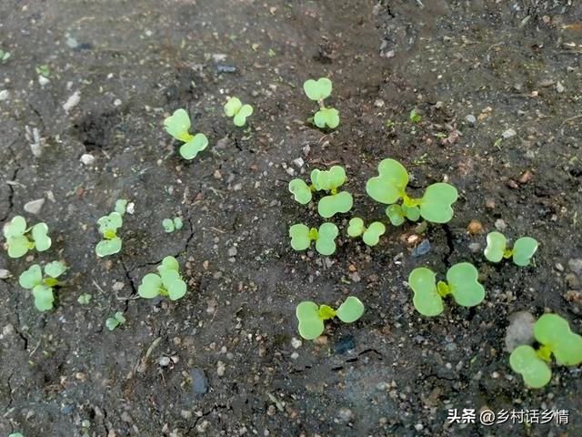 种植大白菜浇水有讲究，三水齐苗、五水定棵，农村自古老话