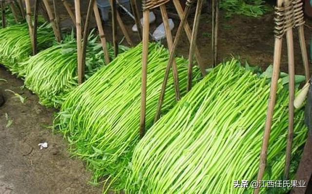 鱼塘水蕹菜浮床栽培技术