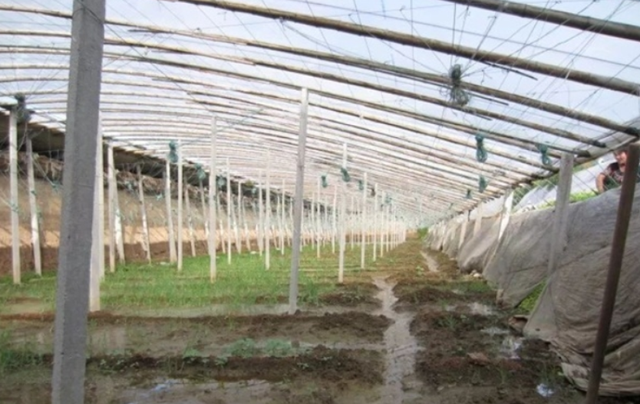 温室大棚蔬菜种植，夏季高温多雨病害多，雨后要及时防“三烂”