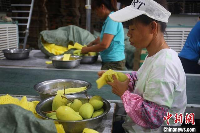 中国芒果之乡芒果轮番上市 电商生产线边直播边出货