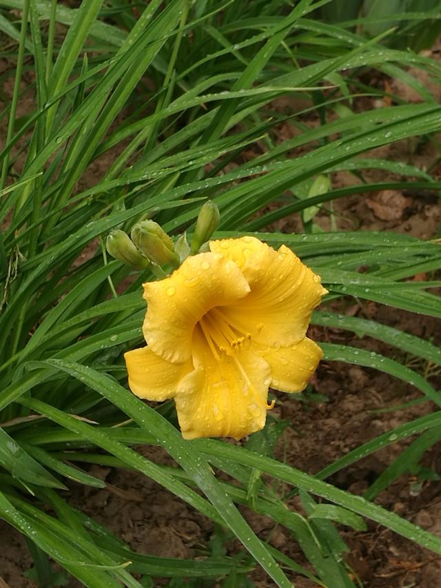 白银园林花卉一一金娃娃萱草