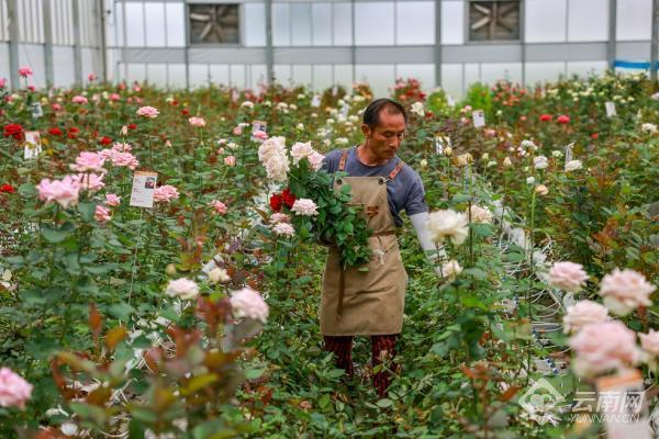 云南开远：新技术助力花卉产业高质量发展