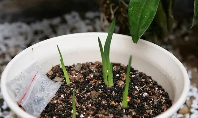 3样“球根植物”，11月种刚好，春天赏花不断，花朵独特漂亮鲜艳