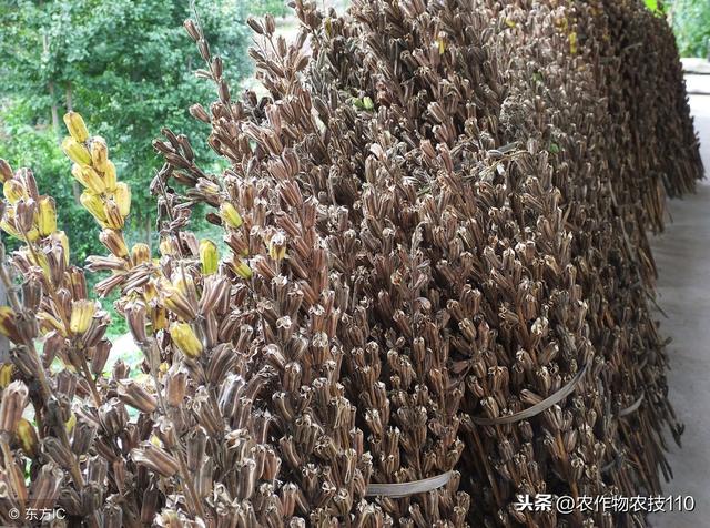 芝麻高产种植技术要点（实用）