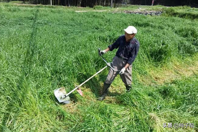 一年生四倍体黑麦草，具体种植时间和收割次数？种植技术介绍