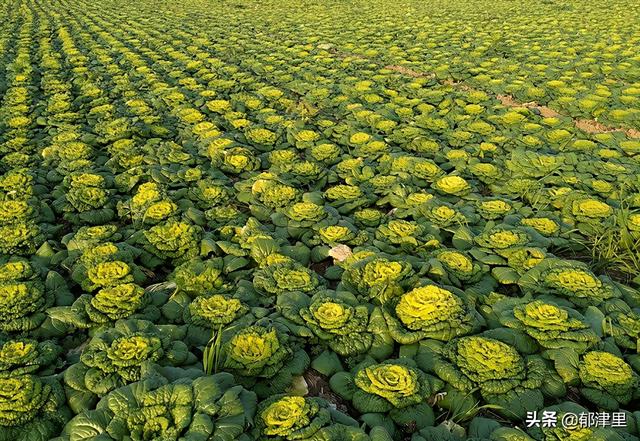 第一次种了230亩白菜，农妇却不知道怎么卖，谁能伸出援手？