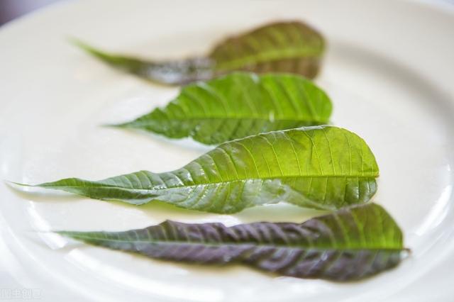 香椿的种植栽培技术，以及科学化田间管理，不妨看看