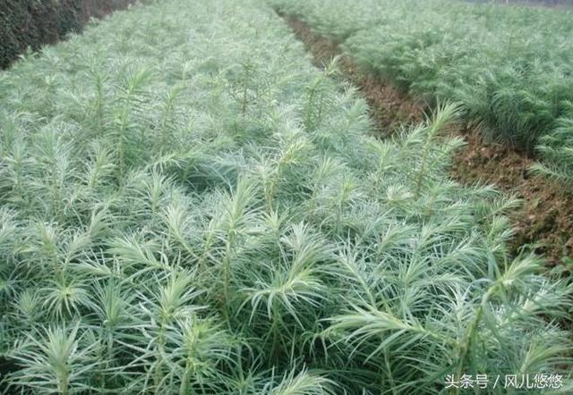 春天到了，又是栽种杉木好时节，记得十不栽，确保您的杉木长得快