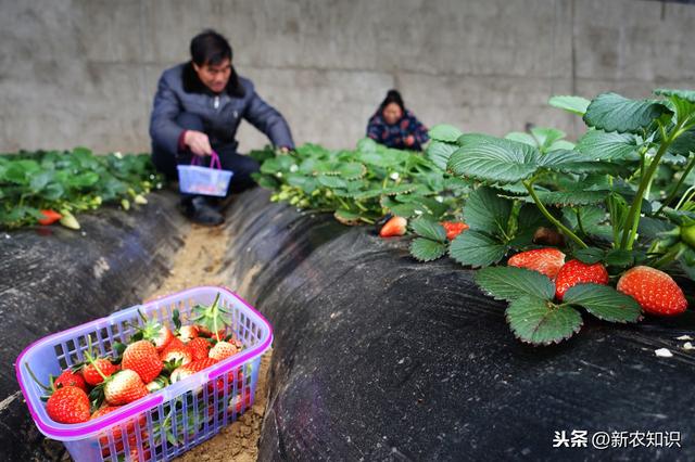 草莓露地种植，栽培的时候，可要这样去管理