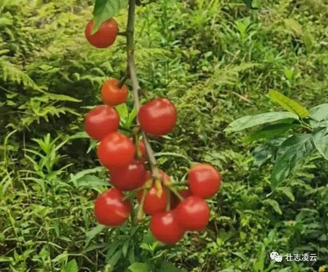 樱桃在凌云玉洪试种成功，为桂西地区首次