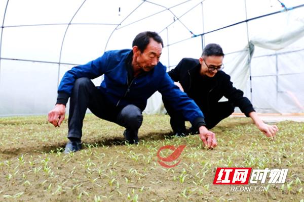 攸县：种植大户培育冬季辣椒苗 播种来年新希望