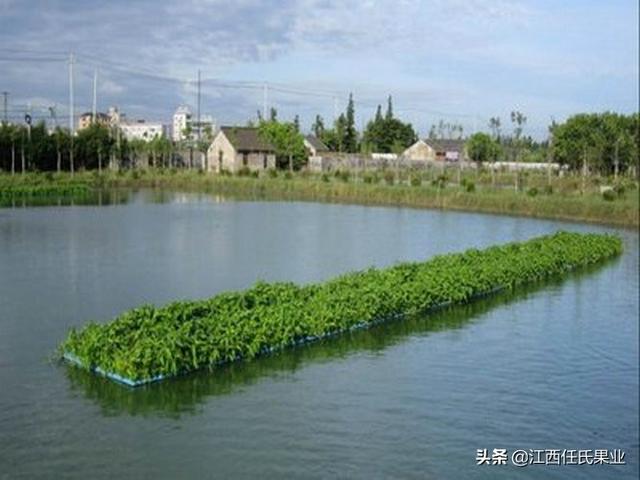 鱼塘水蕹菜浮床栽培技术