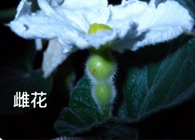 有想种植葫芦的吗？关于葫芦栽培和管理技术，过程独特、简单