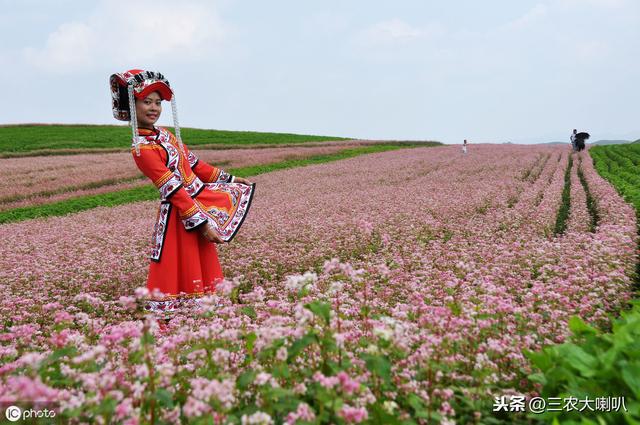 今年想种小杂粮？10多种杂粮种植时间大汇总，快来收藏！