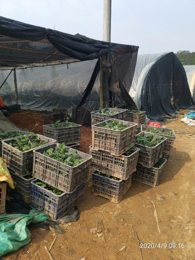 清明时节雨纷纷种植土茯苓开始了