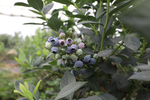 山东宝山——中国蓝莓第一镇