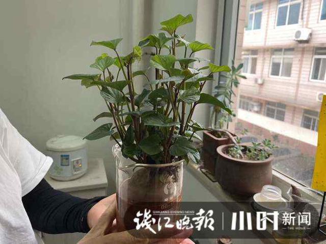 这个番薯不一般！浙江小伙靠种地一季赚1200万