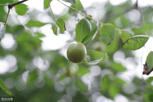 种植三季枣高效技术，加强综合管理技巧，提高农技科学的掌握，