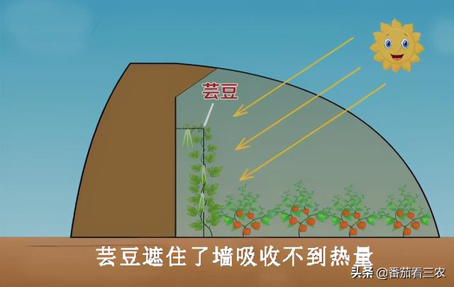 彩椒长势弱坐不住果，如何才能实现亩产3万斤，看乡土专家支招