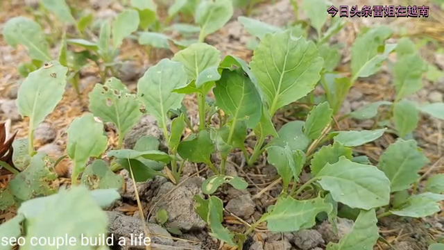 28岁聪和40岁妻子挖菜苗地里栽，为了多赚钱冒雨又种豆...