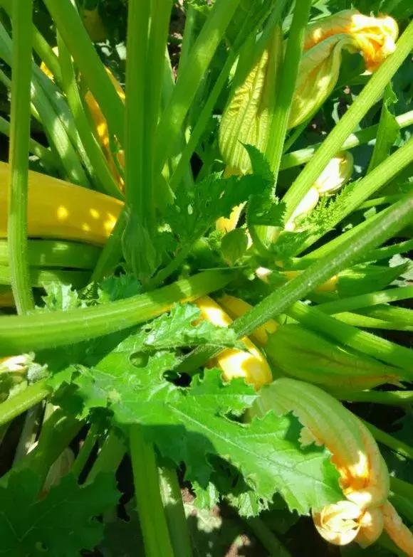 1棵“盆栽菜”，结果后比绿萝君子兰还好看，邻居抢着要种子！