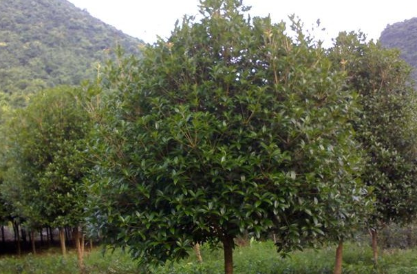 十大名花桂花树，什么时候种植好，适宜生长的温度是多少呢？