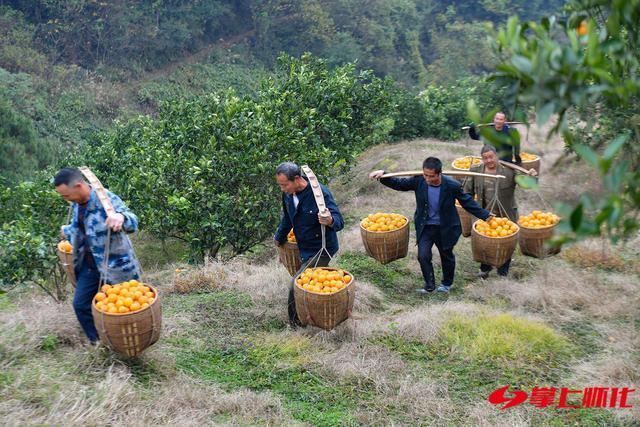 鲜果满园幸福来——怀化水果产业迈出高质量发展步伐