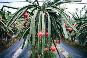 北京火龙果种植(如何在北方地区种植火龙果)