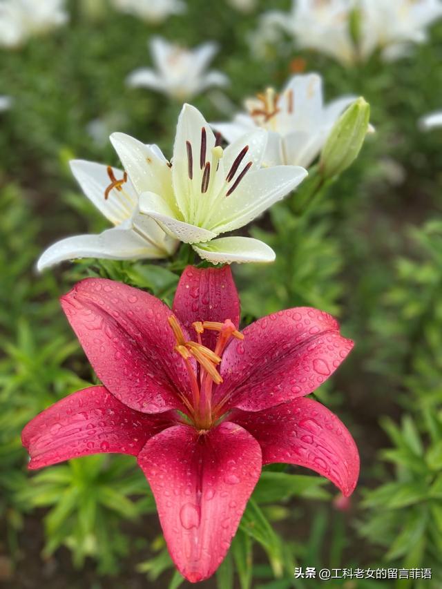 沈阳：万平百合花开，跑去占便宜，这个便宜占得对吗？