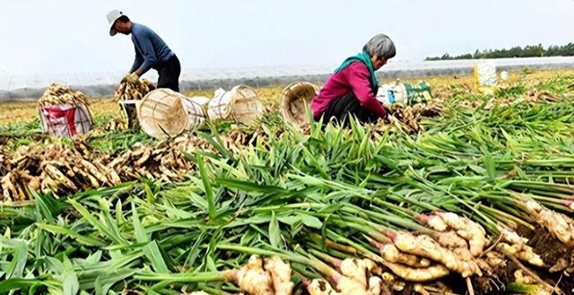 在国外泛滥，中国却在大量种植！国外每年要花50亿元却难消灭？