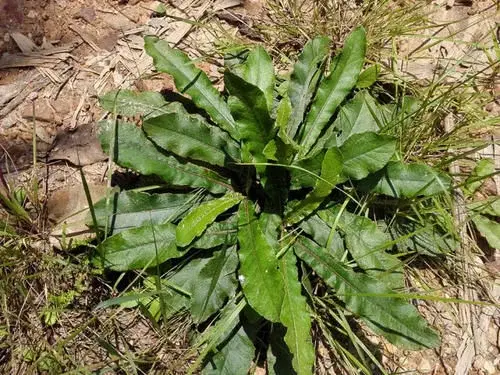 人称“草鞋底”，根有独特香味，民间常用来煲汤，见到记得挖回家