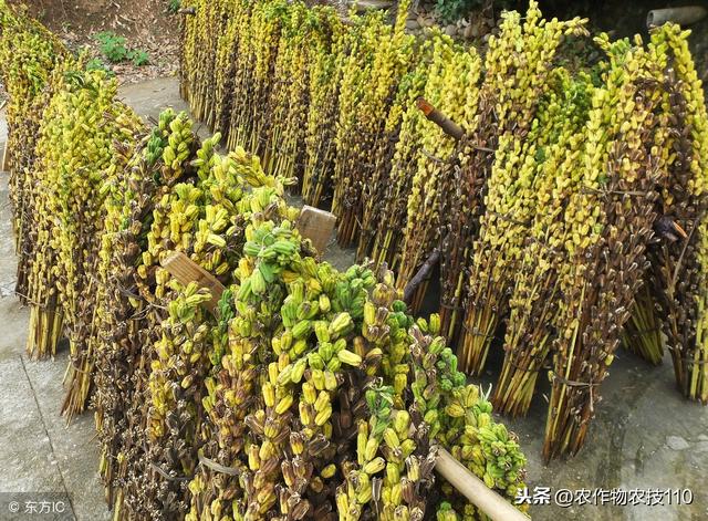 芝麻高产种植技术要点（实用）