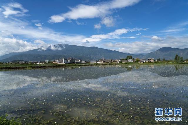 大理洱源：生态海菜助民增收