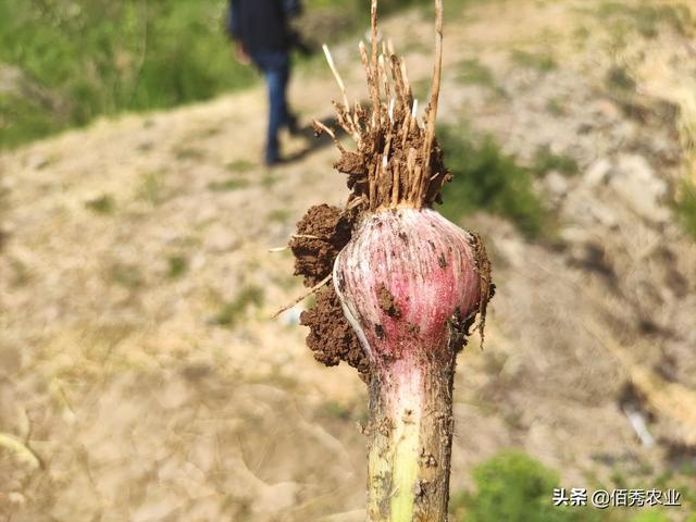 独头蒜身价高，市场潜力很大，农技专家告诉你怎么种植