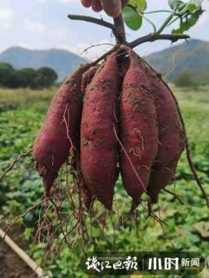 浙江种植薰衣草(这个番薯不一般浙江小伙靠种地一季赚1200万)