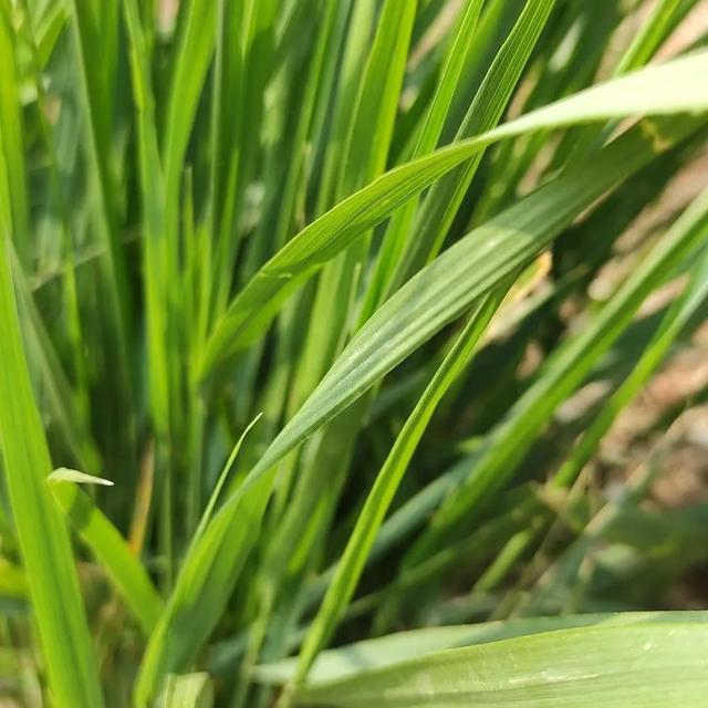 认识身边的植物——麦冬草