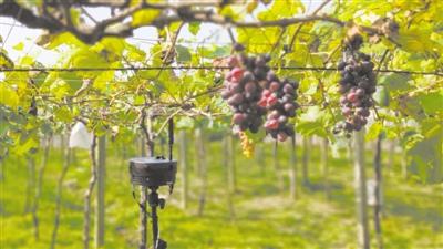 物联网+5G 让葡萄种植管理不再难